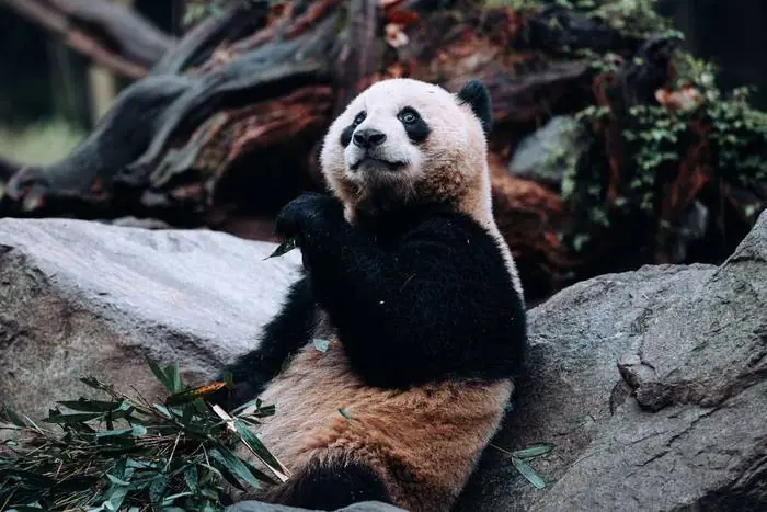 Panda in Chengdu